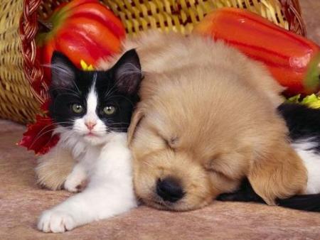 chien chat