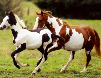 chevaux